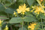 Mountain St. Johnswort